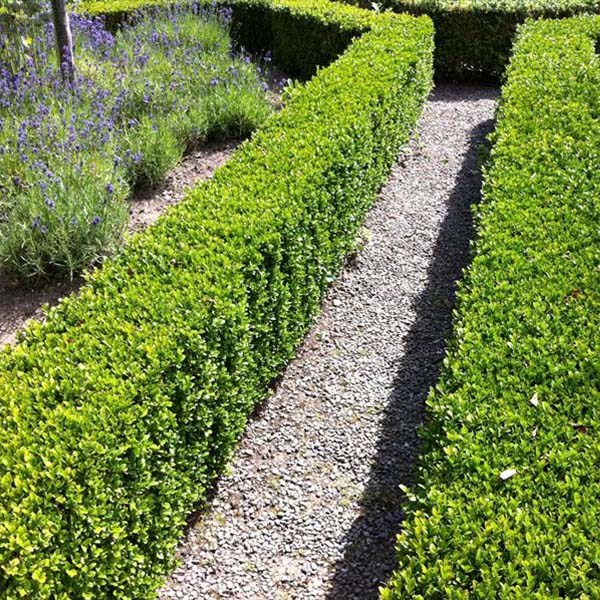 Buxus