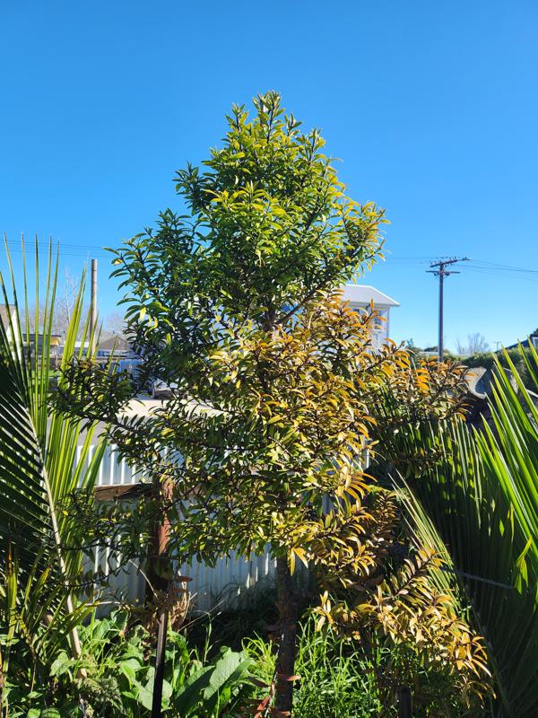 Kauri